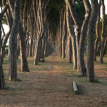 Domus Mediterranea